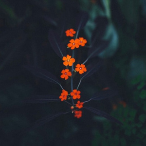 平台投放小蛙导航
